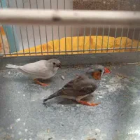 فروش جفت فنچ و مرغ عشق