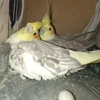 جفت کارداده عروس هلندی به شرط جوجه گیری