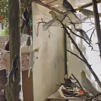 فروش عروس هلندی