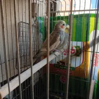 عروس هلندی|پرنده|پرند, فاز ۵|دیوار