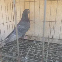 کبوتر قهوه ای|پرنده|اهواز, طالقانی|دیوار