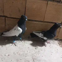 کبوتر سینه ای