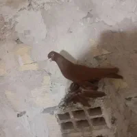 کبوتر