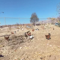 فروش مرغ تخمگذار