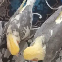ی جفت عروس هلندی سخنگو و دستی