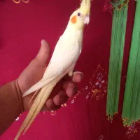 جفت عروس هلندی ۵ ماه