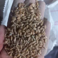 گندم برای بذر