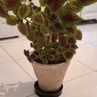 گل طبیعی با گلدان|گل و گیاه طبیعی|کرمانشاه, |دیوار