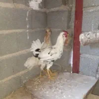 مرغو خروس گلین اصل