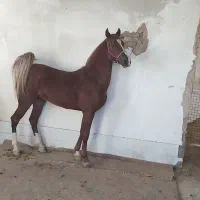 نریون کرد|اسب و تجهیزات اسب‌سواری|کاشمر, |دیوار