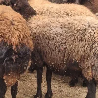 شیشک افشاری