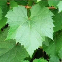برگ مو تازه