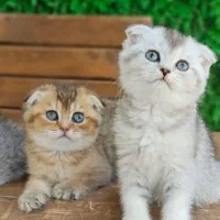 گربه اسکاتیش و بریتیش