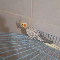 عروس هلندی