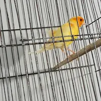 عروس قناری مرغ عشق|پرنده|قدس, |دیوار