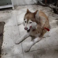 سگ هاسکی|سگ|گرمی, |دیوار