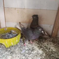 جفت|پرنده|رفسنجان, |دیوار