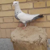 کبوتر دم سبز