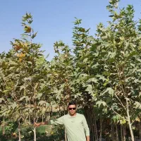 نهال چنارمشهد*مقاوم ترین چنارباشرایط آب وهوای مشهد|خدمات باغبانی و درختکاری|مشهد, نوید|دیوار