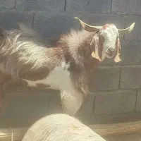 نری نژاد دار و چاق