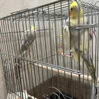 عروس هلندی نر و ماده