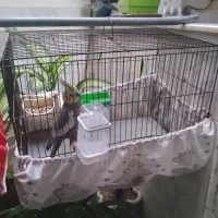 عروس هلندی نر سخنگو به فروش میرسد|پرنده|سنقر, |دیوار