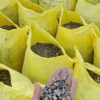 فروشی گورچین کود دارم کبوتر ر دارم