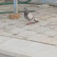 کفتر|پرنده|اردکان, |دیوار