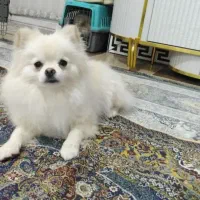 سگ نر پامر برا جفت|سگ|کرمان, |دیوار