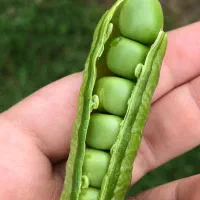 نخود فرنگی دانه درشت محلی