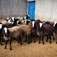 گوسفند های تقلی ناب شال ذات دوقلو