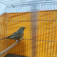 قناری ماده آماده نژاد الاس