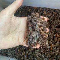 کشمش عنابی درجه یک|خوردنی و آشامیدنی|میانه, |دیوار