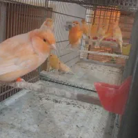قناری رنگی
