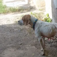 توله‌شکاری‌انگلیس