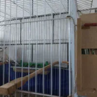 جفت نرگسی