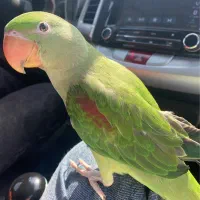 گمشده شاه طوطی