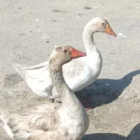 قاز