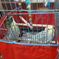 عروس هلندی و برزیلی