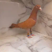 کفتر سوسکی اغون کله سبز طوقی آبی. ..