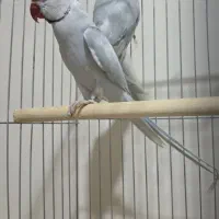 مولد ملنگو سخنگو اوپال آبی