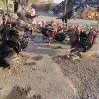 بوقلمون ماده برنز تخمگذار|حیوانات مزرعه|تهران, یافت آباد جنوبی|دیوار