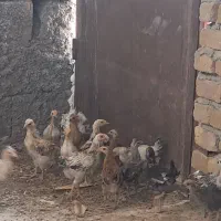 جوجه بوقلمون