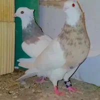 یک جفت پرشی قلمکار عتیقه و یک جفت طوقی خالدار