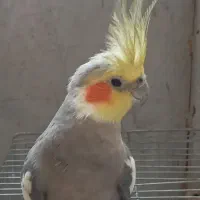 عروس هلندی بازیگوش