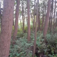 فروش عمده درخت صنوبر (تبریزی)