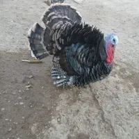 بوقلمون نر