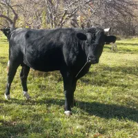 گوساله نر گوشتی خلخال