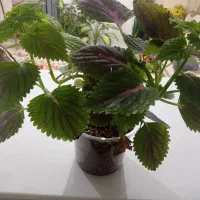 گل حسنی یوسف