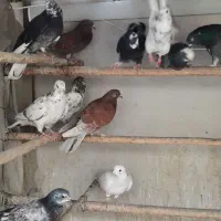 کفتر|پرنده|تهران, قیام|دیوار